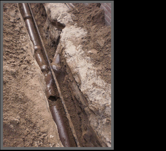 riool breuk door wortelingroei